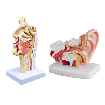 2 Шт. Анатомическая модель анатомии носовой полости горла человека для изучения в классе естествознания, дисплей, обучающая модель, в 1,5 раза превышающая человеческое ухо 0